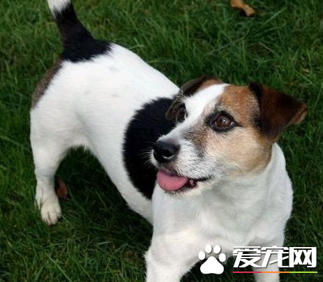 傑克羅素梗犬缺點 傑克羅素梗犬容易興奮
