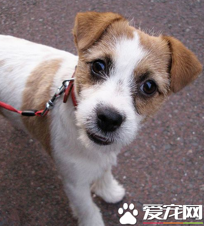 傑克羅素梗凶嗎 傑克羅素梗的性格溫順