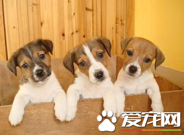 傑克羅素梗犬吃什麼 生食喂養搭配合成營養物質