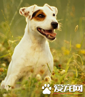 傑克羅素梗犬吃什麼 生食喂養搭配合成營養物質