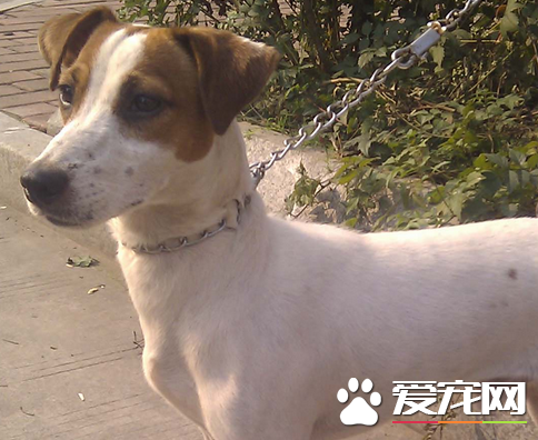 傑克羅素梗傻嗎 是世界上比較聰慧的犬類