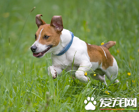 傑克羅素梗傻嗎 是世界上比較聰慧的犬類