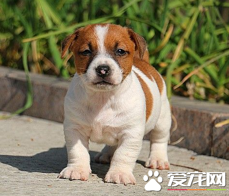 傑克羅素梗犬幼犬怎麼識別 傑克羅素梗外表特點