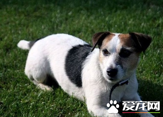 傑克羅素梗犬幼犬怎麼識別 傑克羅素梗外表特點