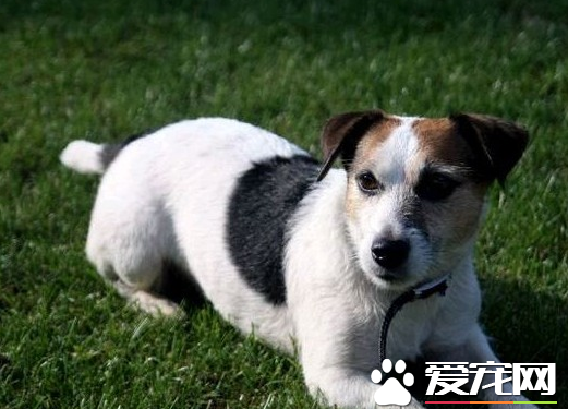 傑克羅素梗犬智商排行 是比較高智商的狗