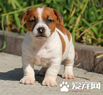 傑克羅素梗貴嗎 傑克羅素梗犬價格在2500左右