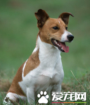 傑克羅素梗貴嗎 傑克羅素梗犬價格在2500左右