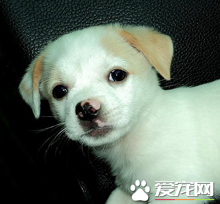 傑克羅素梗犬智商排行 是比較高智商的狗