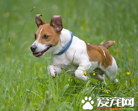傑克羅素梗犬好養嗎 傑克羅素梗怎麼養