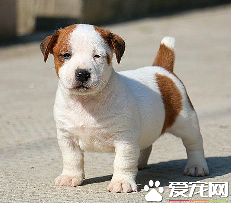 傑克羅素梗犬適合家養嗎 傑克羅素梗犬好養嗎