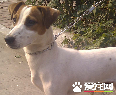 傑克羅素梗犬好養嗎 傑克羅素梗怎麼養