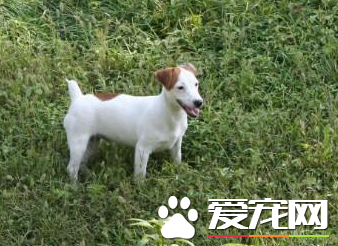 傑克羅素梗多久定型 傑克羅素梗幾個月定型