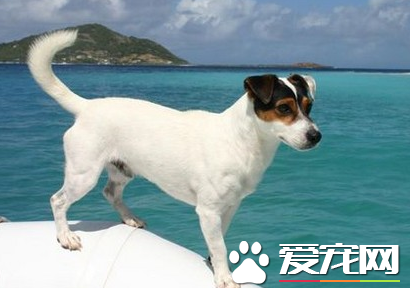 傑克羅素梗多久定型 傑克羅素梗幾個月定型