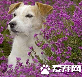 傑克羅素梗掉毛很嚴重 導致傑克羅素梗掉毛的原因
