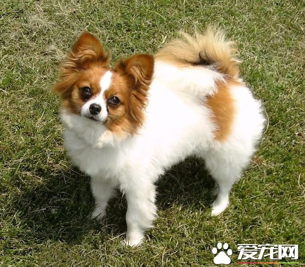 蝴蝶犬的缺點 會妒忌其它受到主人寵愛的寵物