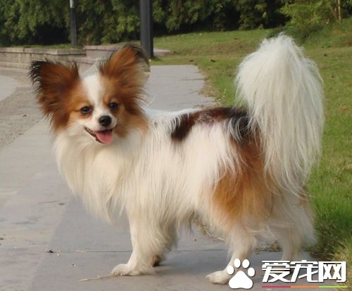 蝴蝶犬大小便 喜歡在特定的地方大小便