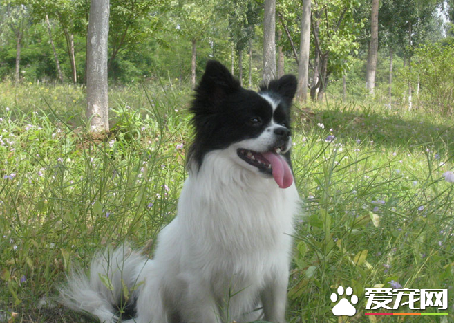 蝴蝶犬大小便 喜歡在特定的地方大小便