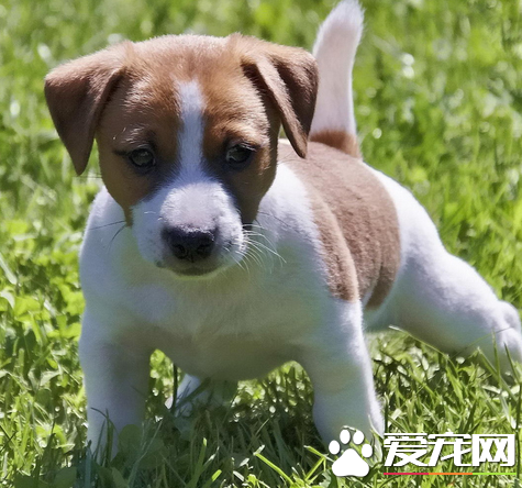 傑克羅素梗掉毛程度 傑克羅素梗掉毛不嚴重