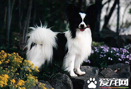 蝴蝶犬打嗝 蝴蝶犬打嗝是由哪些方面引起的