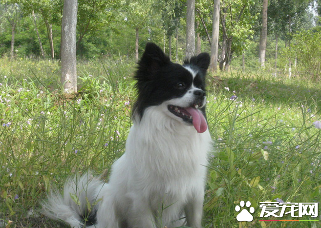 蝴蝶犬聰明麼 蝴蝶犬是很聰明的一個犬種