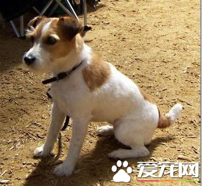 傑克羅素梗單獵可以嗎 傑克羅素梗怎麼樣