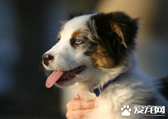 蝴蝶犬長多大 標准的身高雄性在20到30厘米