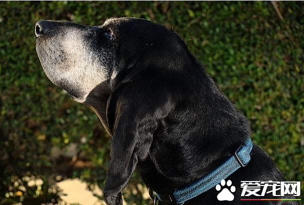 黑褐獵浣熊犬體重 雄性體重在25到35公斤