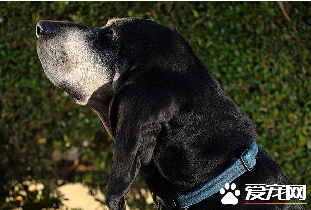 黑褐獵浣熊犬看家能力 黑褐獵浣熊犬看家能力強