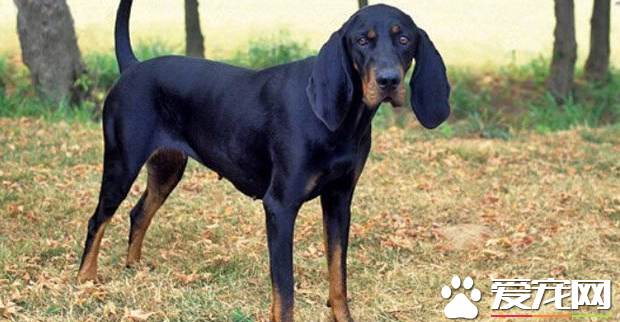 黑褐獵浣熊犬吃什麼 黑褐獵浣熊犬喂食要點