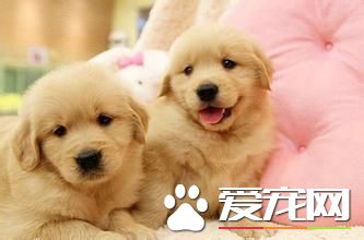 金毛尋回犬好養嗎 金毛尋回犬還是比較好養的
