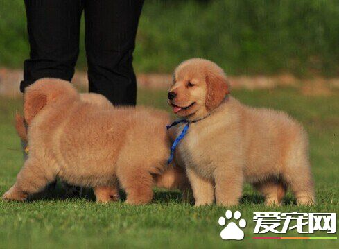 荷蘭毛獅犬有白色嗎 荷蘭毛獅犬都是混合灰色