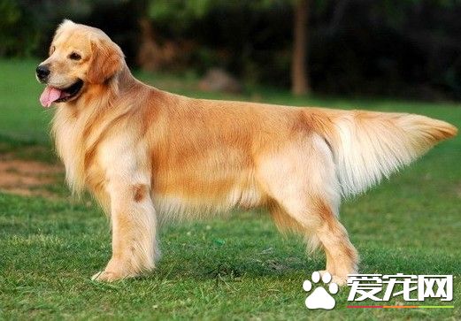 金毛尋回犬分幾類 可以分為英系和美系
