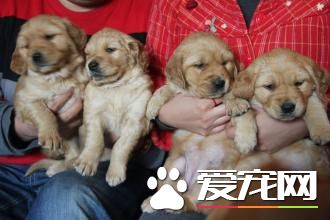 金毛尋回犬繁殖季節 每年春季3到4月
