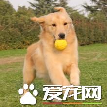 金毛尋回犬惡習 金毛尋回犬喜歡僕人