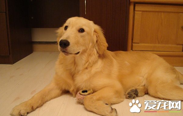 金毛尋回犬掉毛嗎 金毛尋回犬是會掉毛的