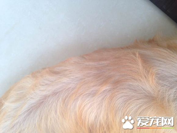 金毛尋回犬掉毛嗎 金毛尋回犬是會掉毛的