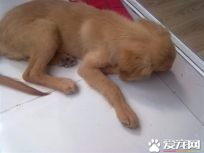 金毛尋回犬掉毛程度 換水的時候是掉毛最多的