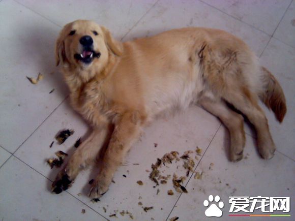 金毛尋回犬掉毛程度 換水的時候是掉毛最多的