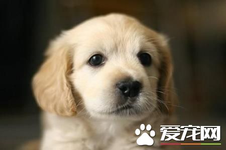 金毛尋回犬的用途 金毛犬可以提高生活樂趣