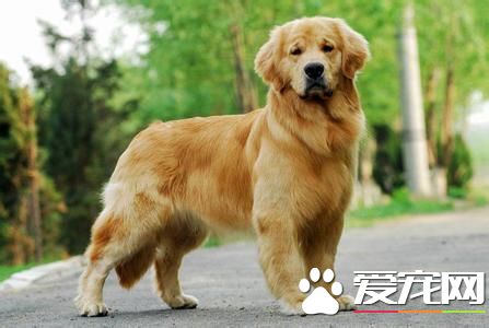 金毛尋回犬的用途 金毛犬可以提高生活樂趣