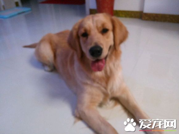 金毛尋回犬掉毛程度 換水的時候是掉毛最多的