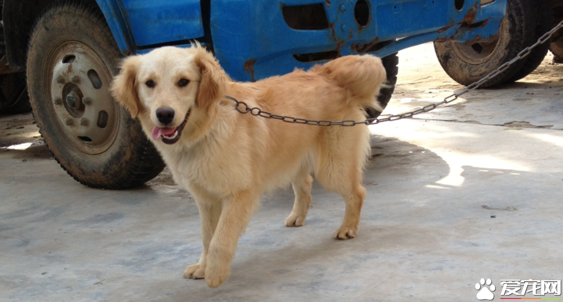 金毛尋回犬的用途 金毛犬可以提高生活樂趣