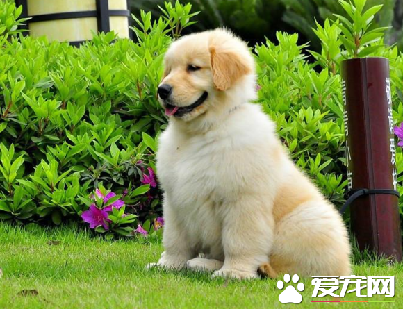 金毛尋回犬的顏色 從奶油色到深黃色都是允許