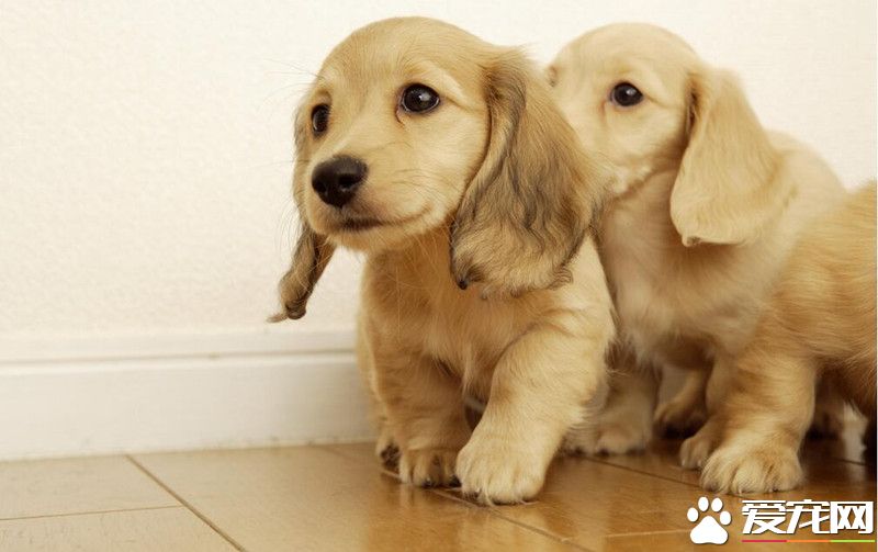 金毛尋回犬的特點 金毛犬喜歡玩耍和撒嬌
