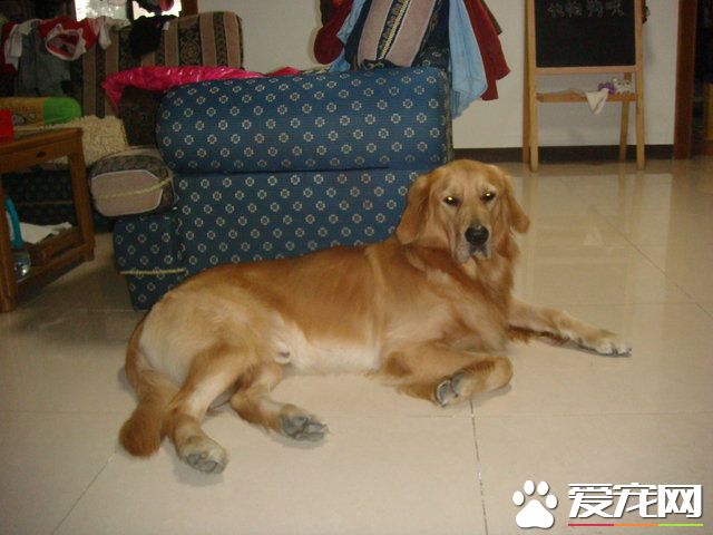 金毛尋回犬的缺點 金毛尋回犬喜歡黏著主人