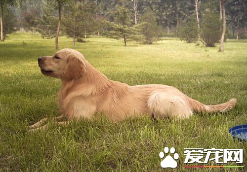 金毛尋回犬的缺點 金毛尋回犬喜歡黏著主人