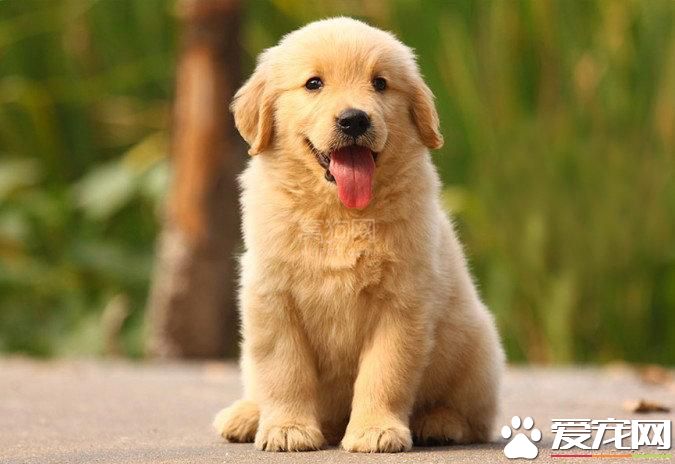 金毛尋回犬的缺點 金毛尋回犬喜歡黏著主人