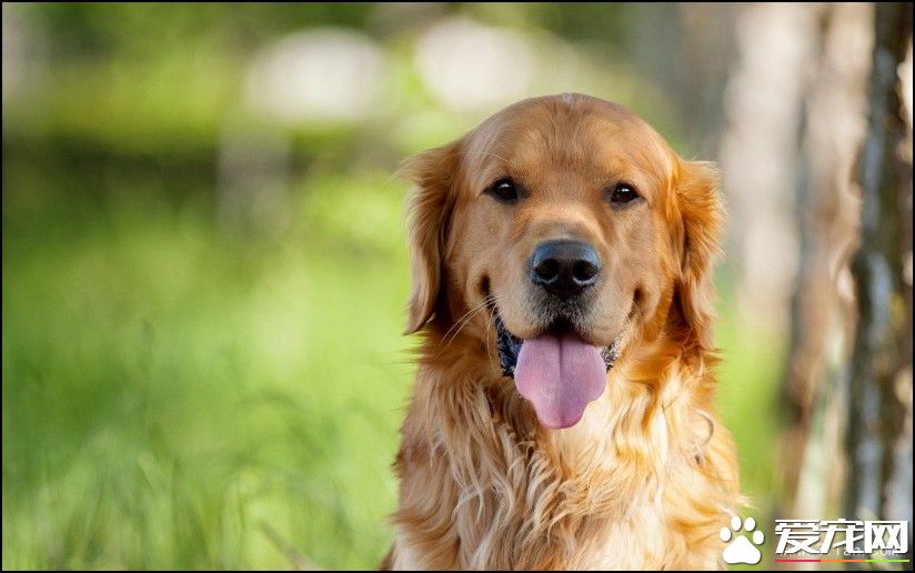 金毛尋回犬的介紹 金毛犬形態特征及性格特點