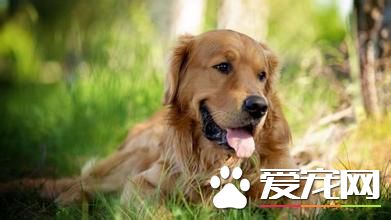 金毛尋回犬的介紹 金毛犬形態特征及性格特點