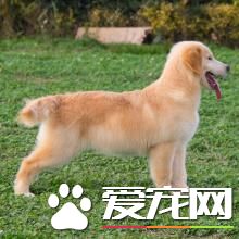 金毛尋回犬吃什麼 肉類食品是必不可少的